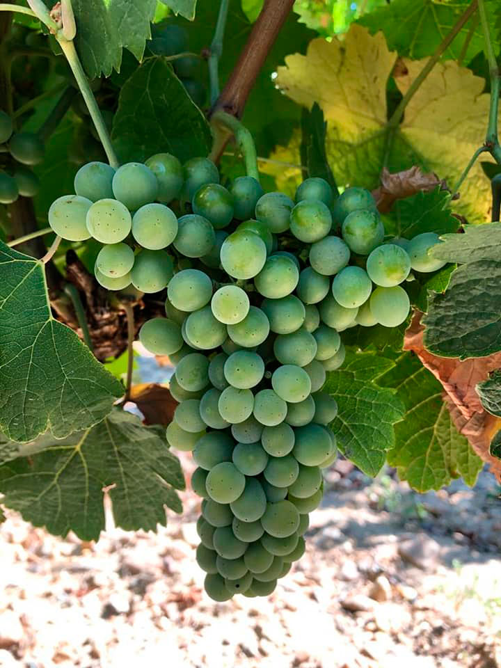TORO Verdejo grapes