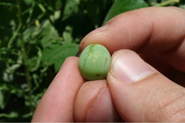 POLILLA DEL RACIMO: ESTADILLO DE CONTROL