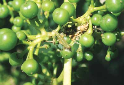 La Polilla del racimo de vid