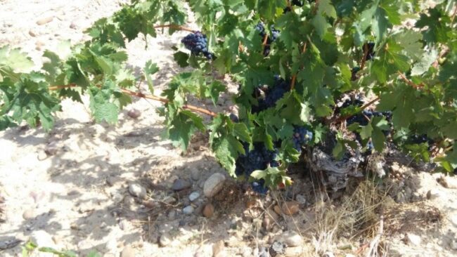 Vendimia 2014 a la vista