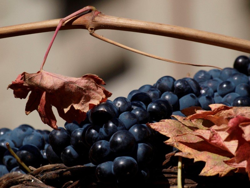 índices de madurez de las uvas
