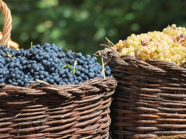 índices de madurez de las uvas