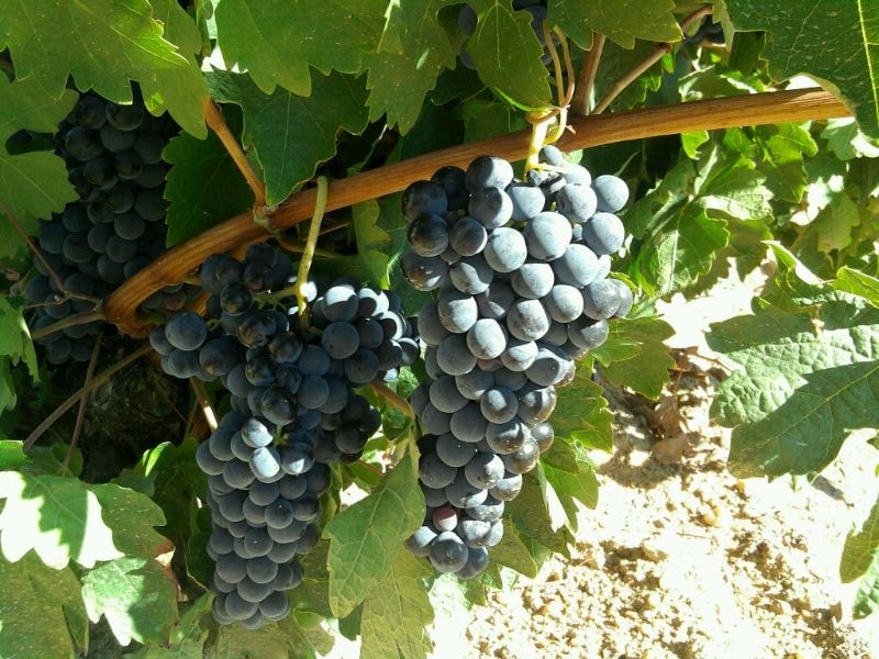 índices de madurez de las uvas