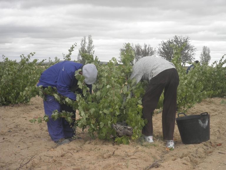 Comienzo de la campaña de vendimia 2014