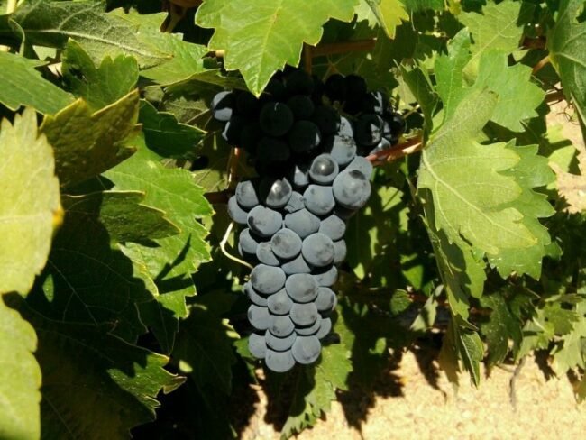 índices de madurez de las uvas