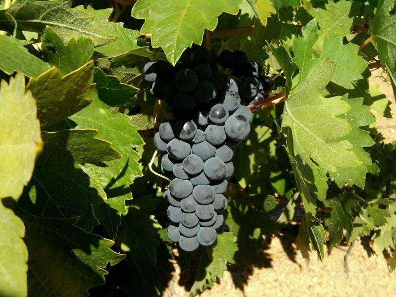 índices de madurez de las uvas