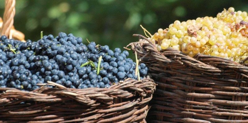 índices de madurez de las uvas