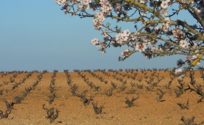 Bodegas Iturria se incorpora a la D.O. Toro