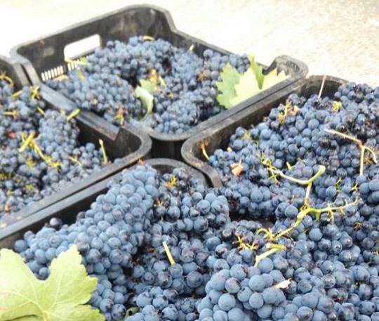 La D.O. Toro prevé una vendimia de gran calidad y algo menor que en 2014