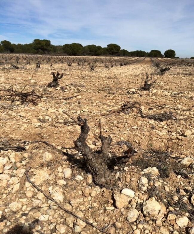 Nace una nueva bodega en la D.O. Toro