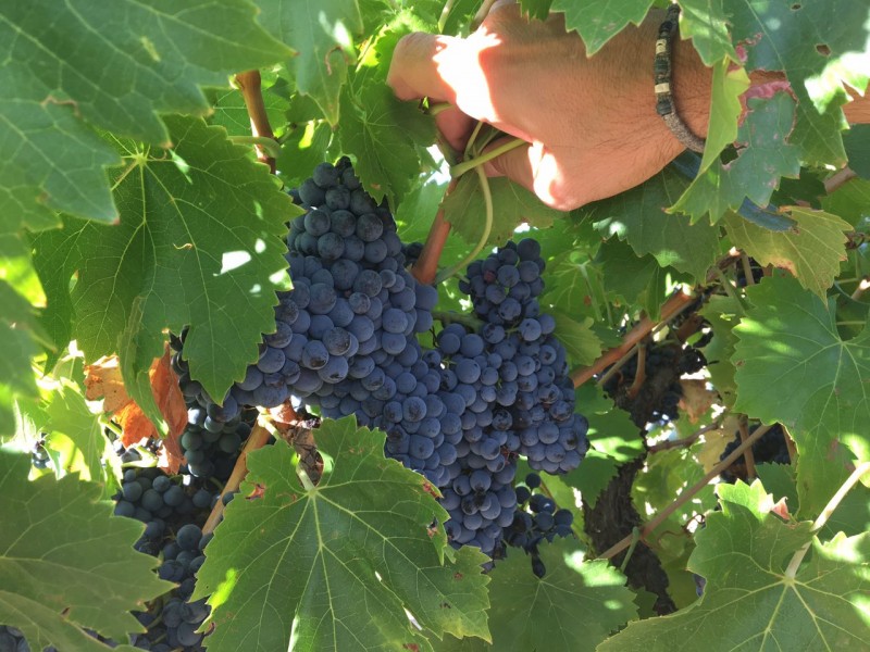 La D.O. Toro alcanza el 75% del viñedo vendimiado