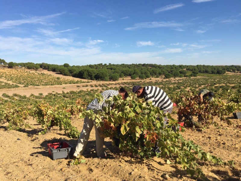 La vendimia de la D.O. Toro concluye con una producción récord