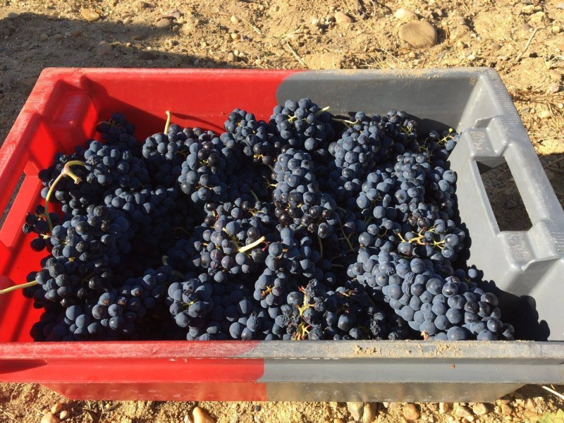 Las ventas de los vinos de la D.O. Toro crecen el 12% hasta octubre