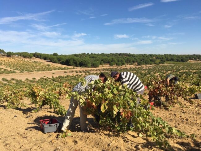 Nota aclaratoria sobre los rendimientos  máximos por Ha. en la vendimia 2018