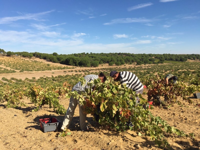 Nota aclaratoria sobre los rendimientos  máximos por Ha. en la vendimia 2018