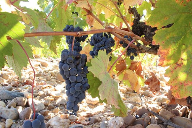 La D.O. Toro vendimia más de 22 millones de kilos de uva