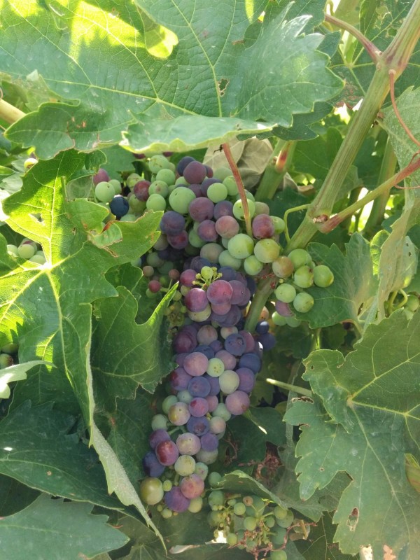 La magia del envero en la D.O. Toro