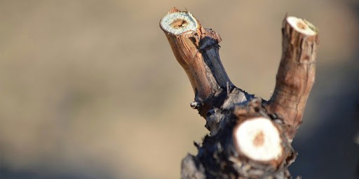 Tiempo de poda en la D.O. Toro
