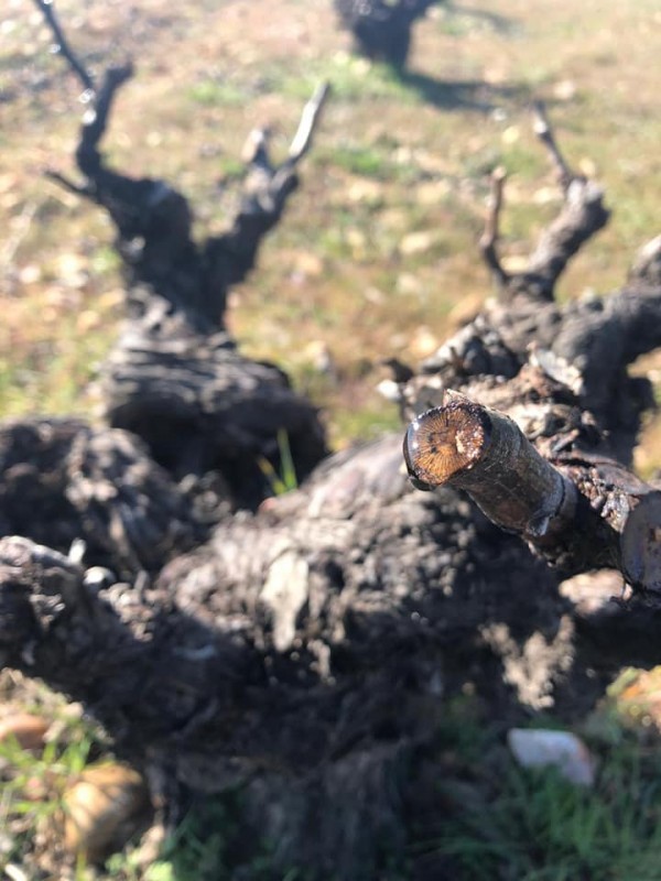 Lloro y brotación en los viñedos de la D.O. Toro