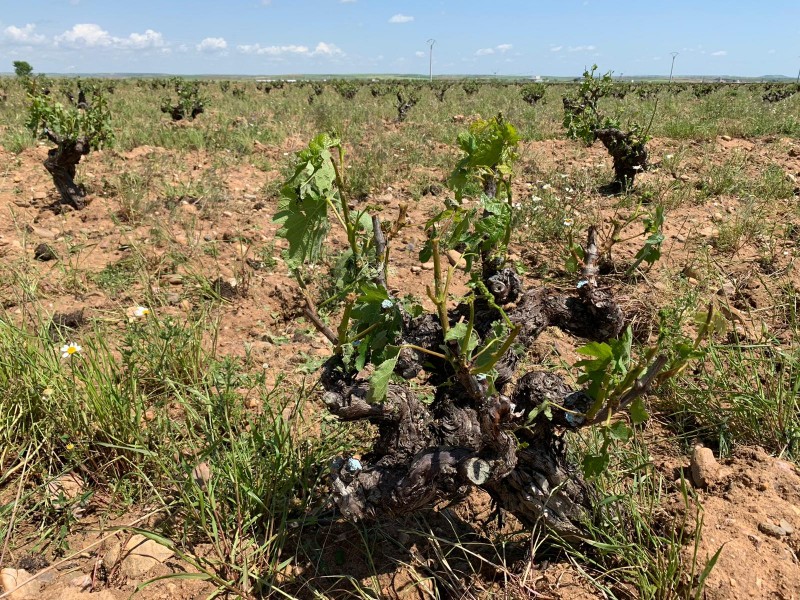 La D.O. Toro sufre una intensa tormenta de granizo