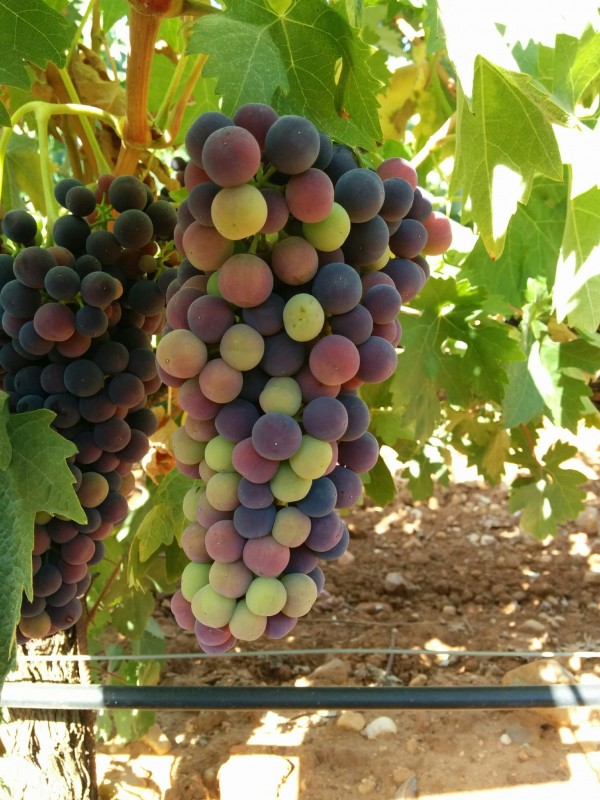 La época del envero comienza en la D.O. Toro