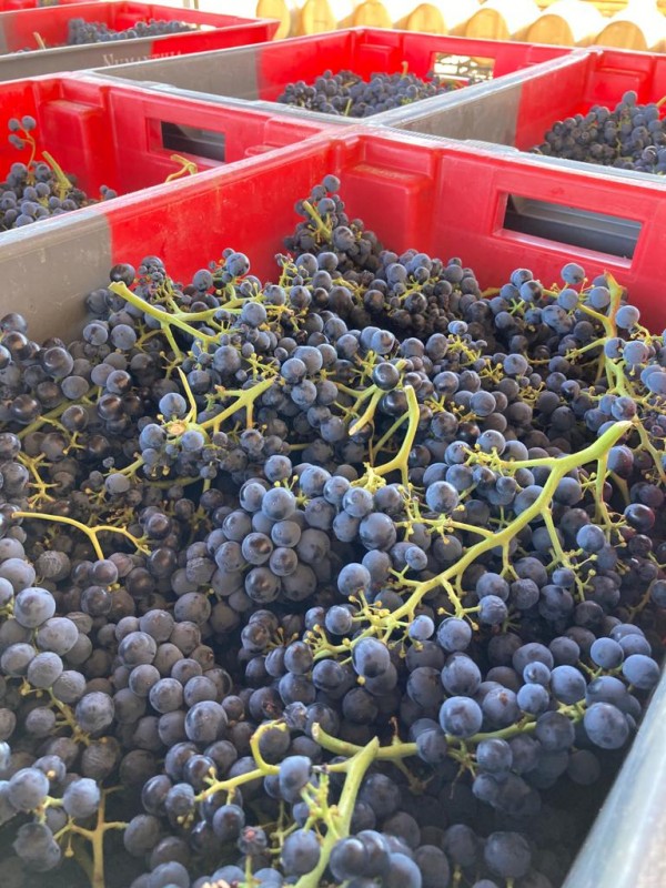 La vendimia 2020 en la D.O. Toro alcanza los 20