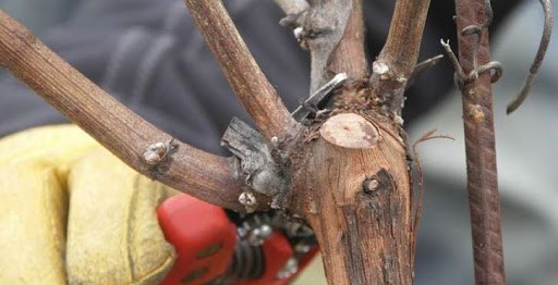 La poda de invierno en la D.O. Toro