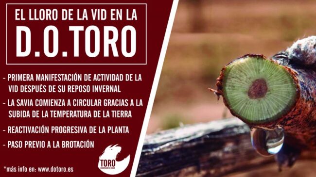 ¿Sabes qué es y por qué se produce el lloro de la vid en nuestros viñedos?