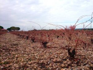 SOIL 1: QUATERNARY SOIL, BOULDER AND SAND