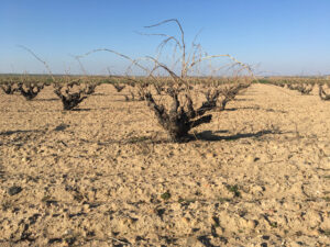 SOIL 6: TERTIARY ROUGH SANDY-LOAM SOIL