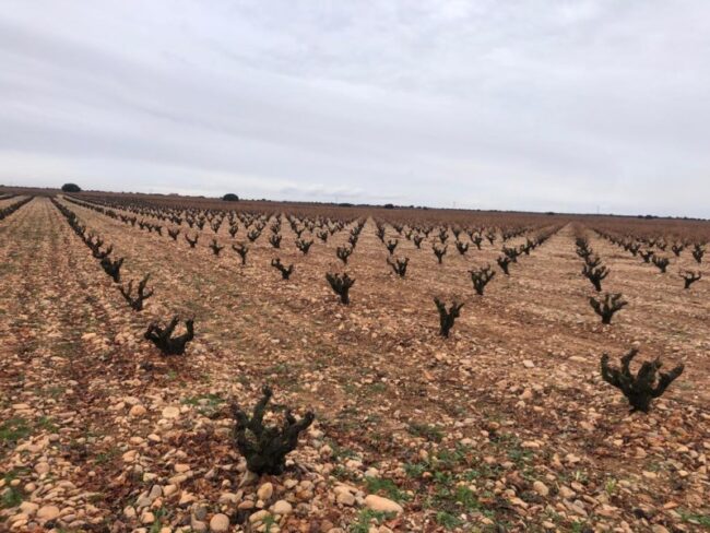 Comienza un nuevo ciclo en la D.O. Toro: la etapa de reposo invernal de los viñedos Comienza un nuevo ciclo en la D.O. Toro: la etapa de reposo invernal de los viñedos