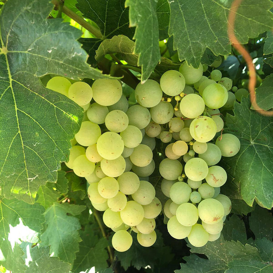 TORO Albillo Real grapes