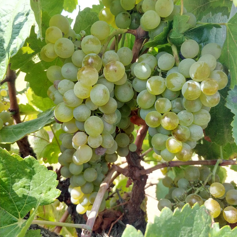 TORO Malvasía castellana grapes