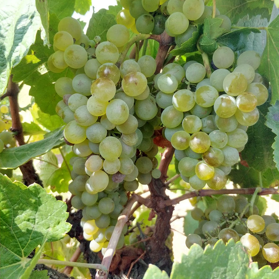TORO Uvas Malvasía castellana TORO Uvas Malvasía castellana