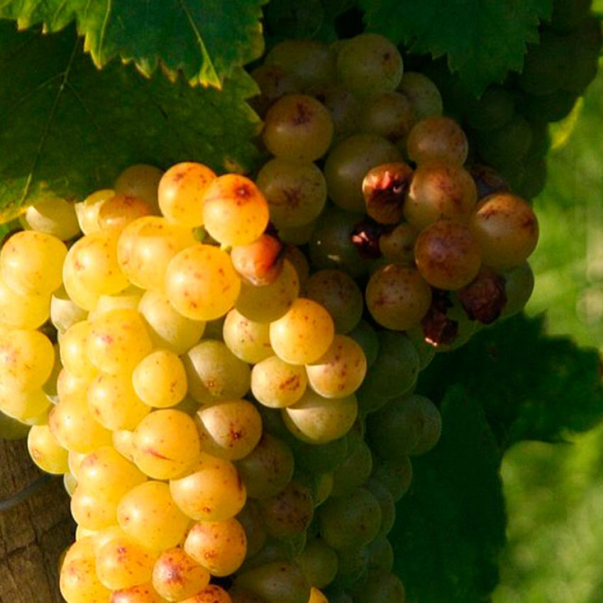 TORO Moscatel de grano menudo grapes