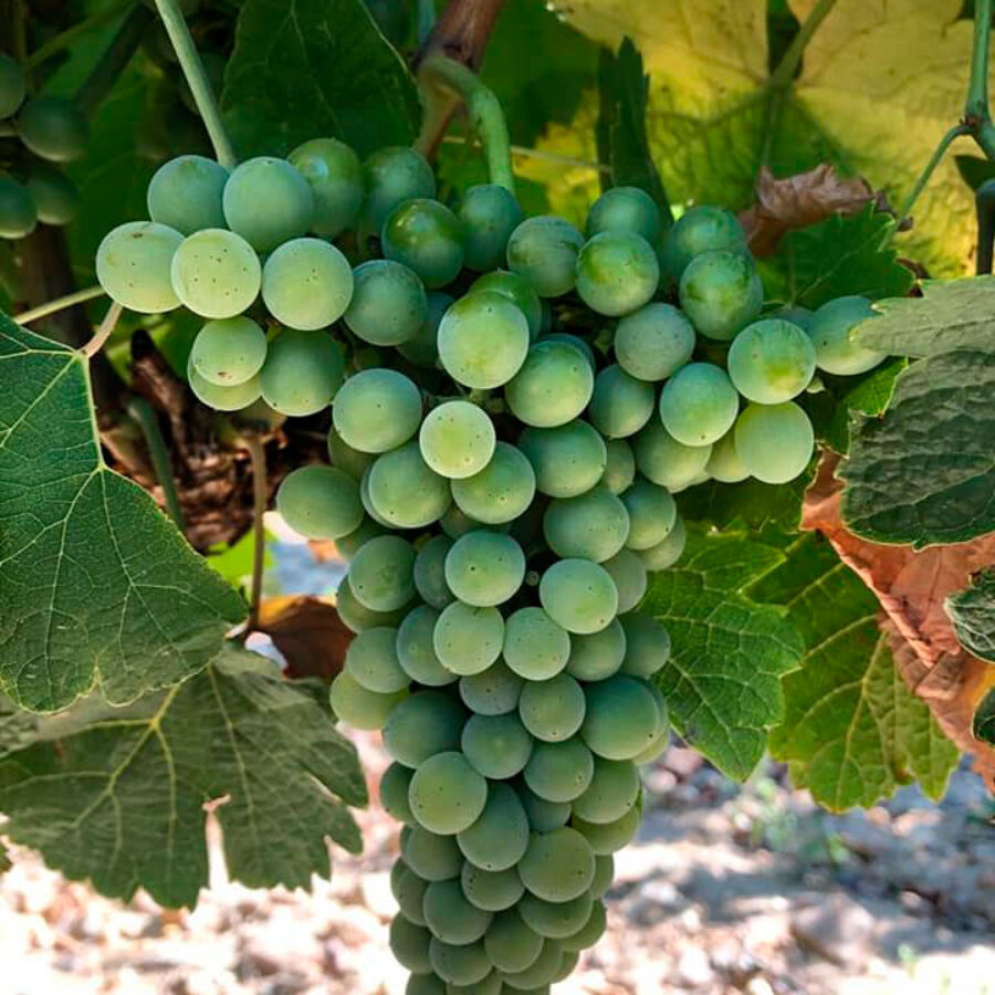 TORO Verdejo grapes